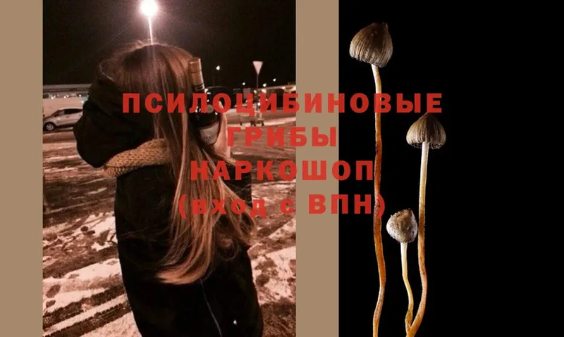 блэк спрут как войти  Белый  Галлюциногенные грибы MAGIC MUSHROOMS 